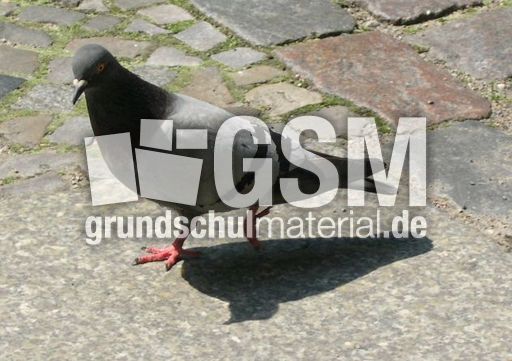 Taube_b.jpg